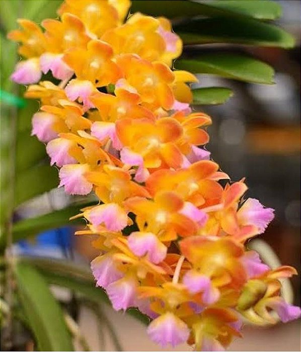 Perreiraara Bangkok Star