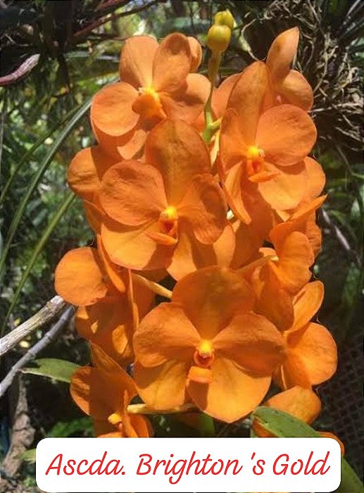Muda Ascda Brighton´s Gold