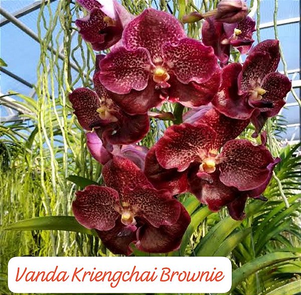 Muda Vanda Kriengkrai Brownie