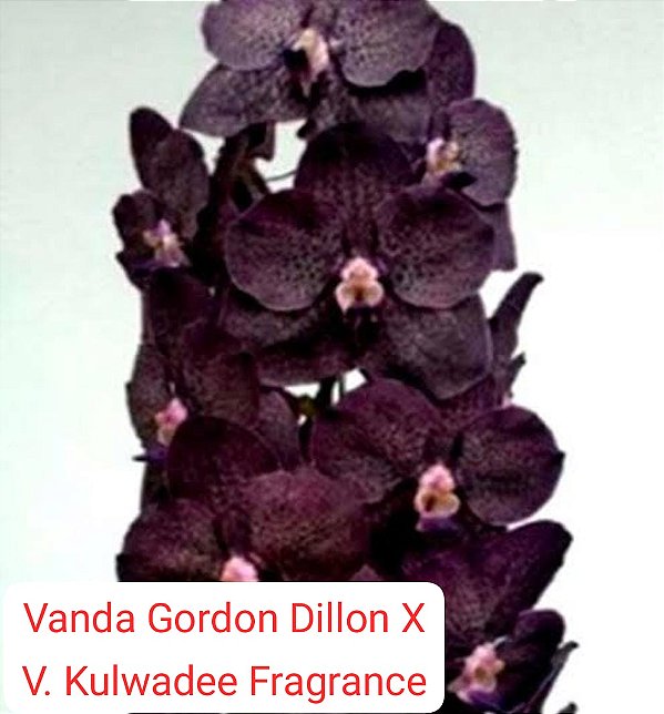 Muda Gordon Dillon x V. Kulwadee Fragrance