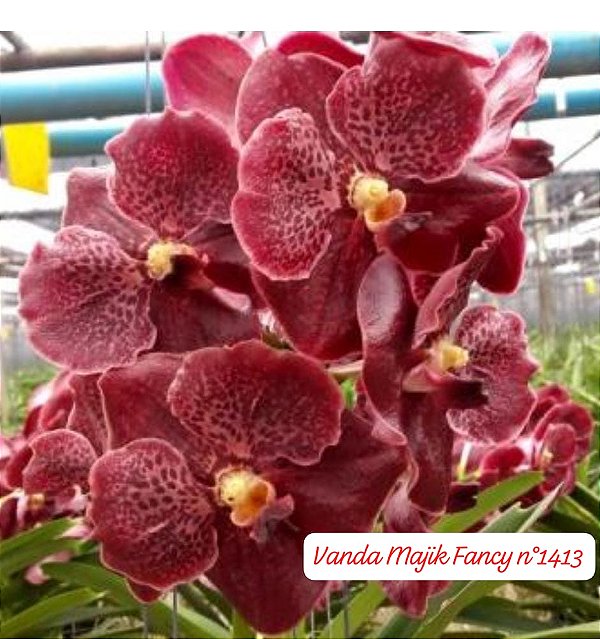 Muda Vanda Majik Fancy # 1413