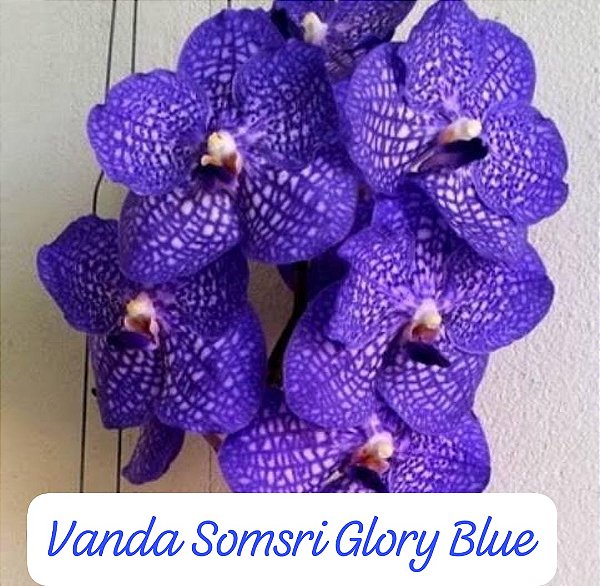 Muda de Vanda Somsri Glory Blue
