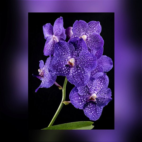 Muda de Vanda Somsri Glory Blue