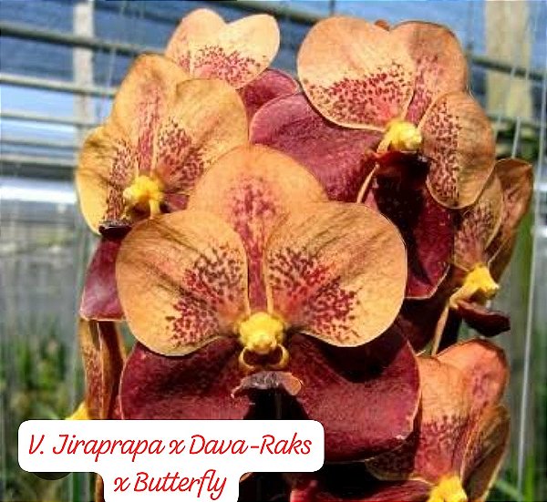Vanda Jiraprapa x Davarak x Butterfly