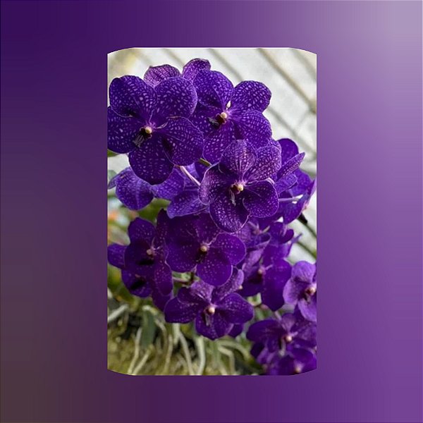 Muda Vanda Pachara Delight
