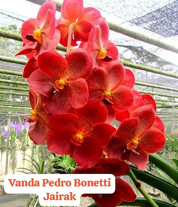 Muda Vanda Pedro Bonetti Jairak