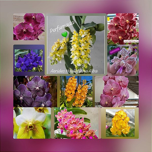 KIT DE MUDAS DE VANDA + BRINDE