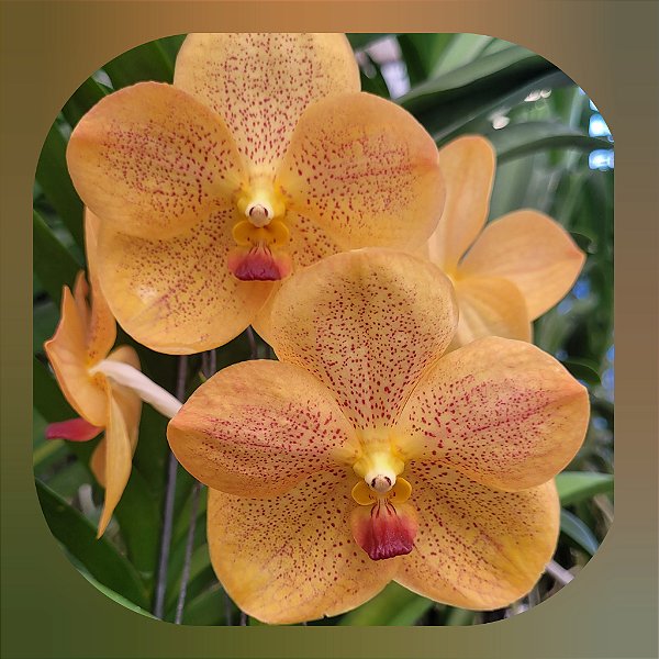 Vanda Somsri Thai Spot