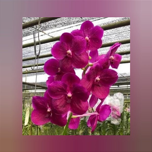 Vanda Somsri Glory Red