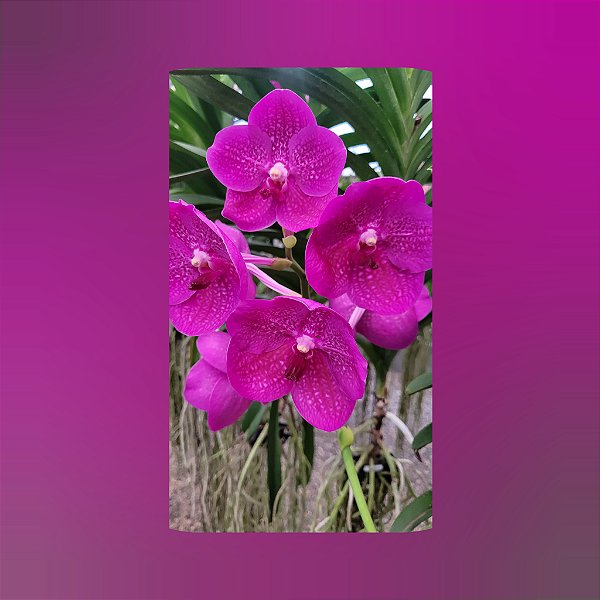 Vanda Somsri Glory Red