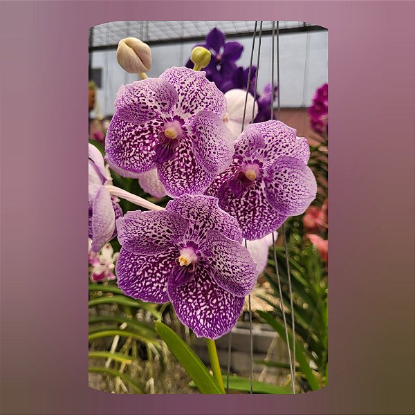 Vanda Somsri Blue Classic x Chulee Classic