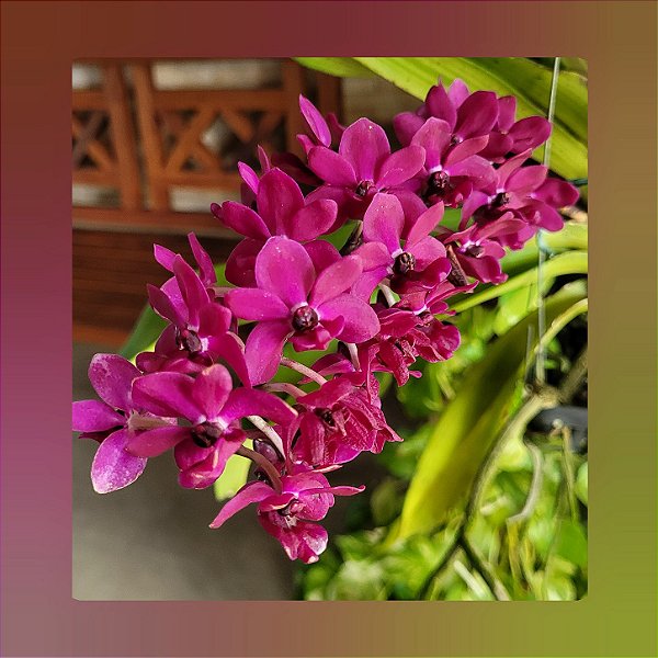 Rhynchostylis Gigantea Shocking Pink