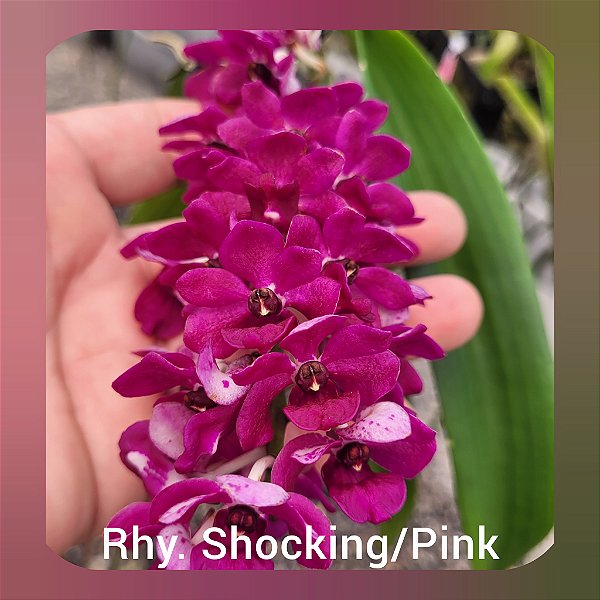 Rhynchostylis Gigantea Shocking Pink