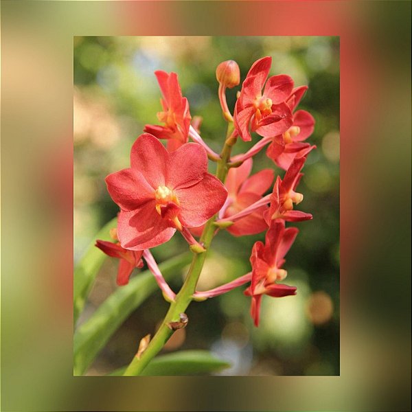 Muda de Vandachostylis Lanlalyn