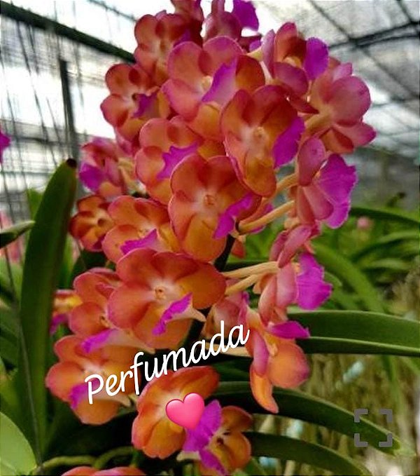 Muda de Vanda Wuttipanara Manoonya