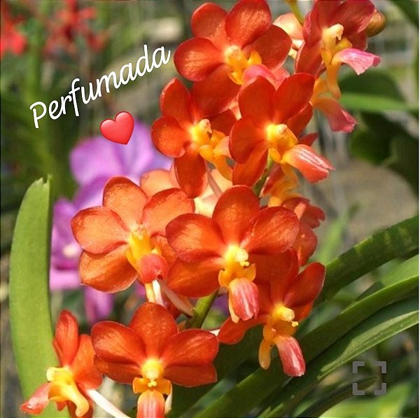 Muda de Rhynchorides Bangkok Sunset x Vanda Wilas