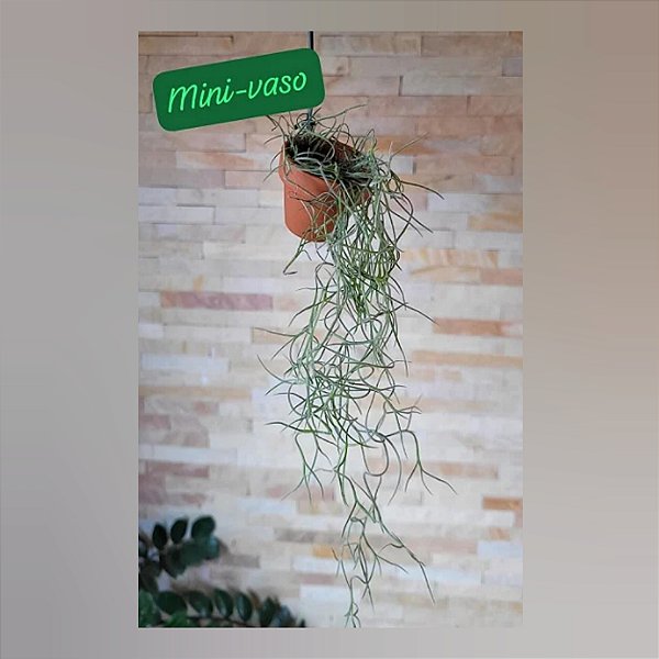 Mini Vaso Cerâmica +Tillandsia Usneoides