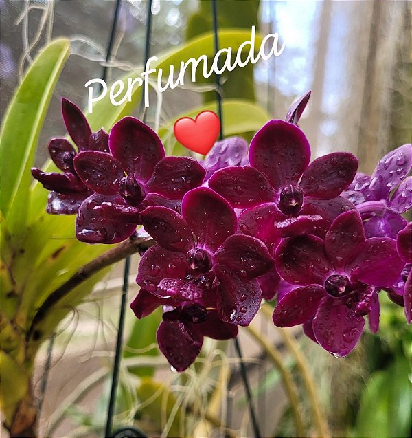 Muda de Rhynchostylis Gigantea Sri-Siam x Rhynchostylis Gigantea Red