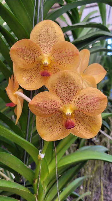 Muda de Vanda Somsri Thai Spot