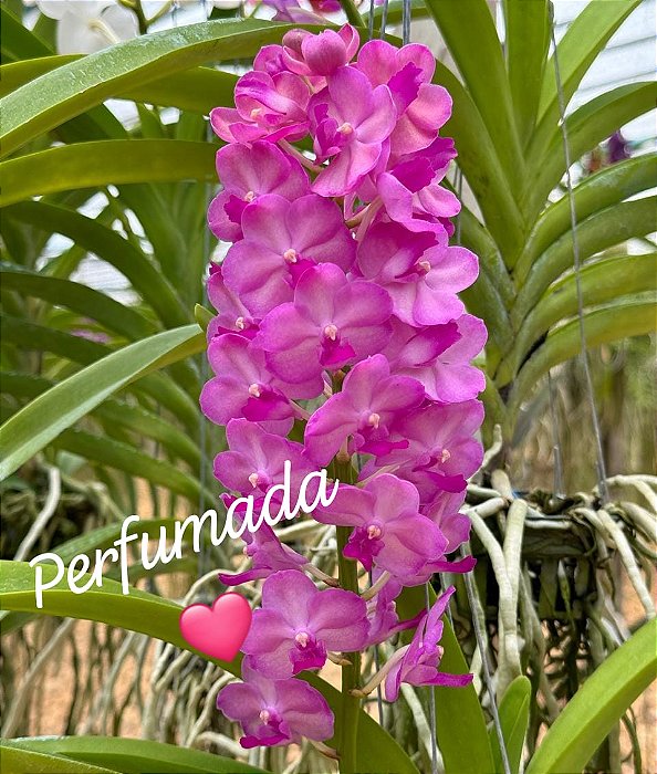 Muda de Vanda Pine Rivers x Sasicha