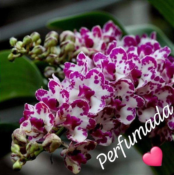 Muda de Rhynchostylis Gigantea Ply