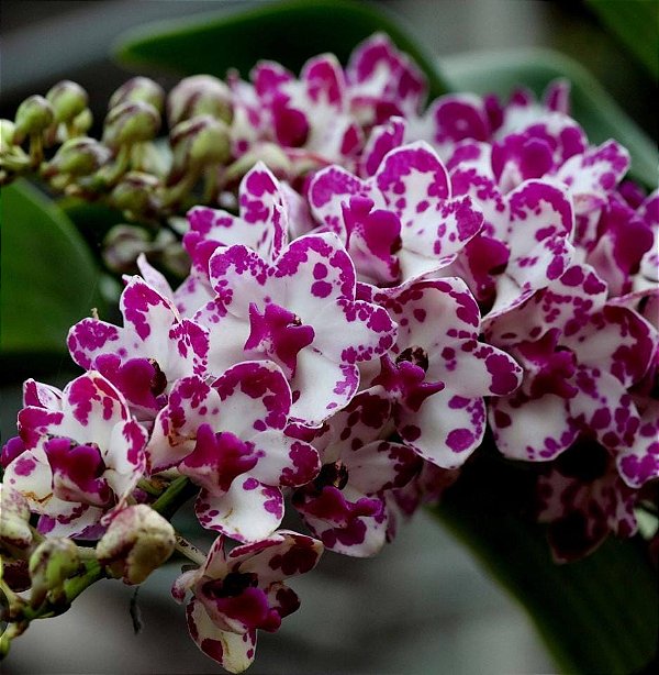 Muda de Rhynchostylis Gigantea Ply