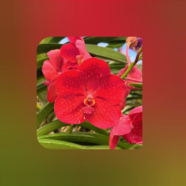 Muda de Vanda Udomchai Beauty