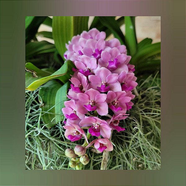 Rhynchostylis Gigantea Rose Pink