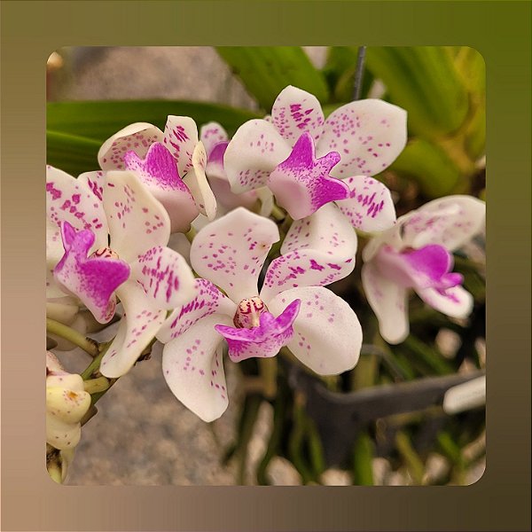 Rhynchostylis Gigantea Kultana