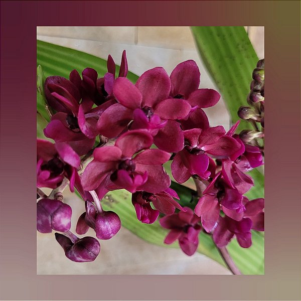 Rhynchostylis Gigantea Red