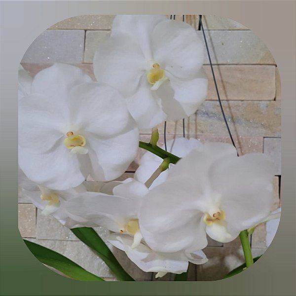 Vanda Nopporn White Nr. 484
