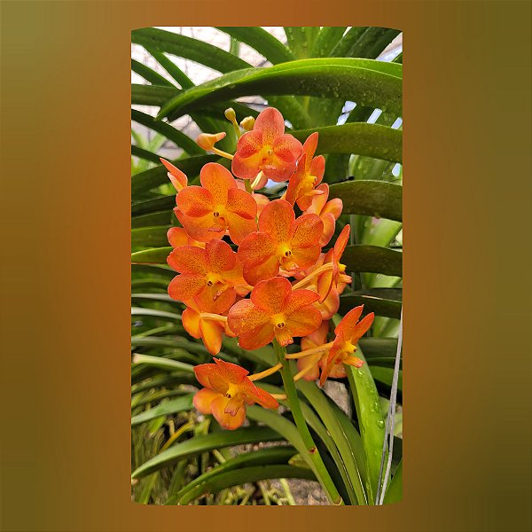 Vanda Prachit Gold x Bangkhuntian Gold