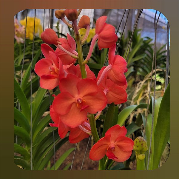Vanda Fuchs Sunset x Pine Rivers Orange Red Lip