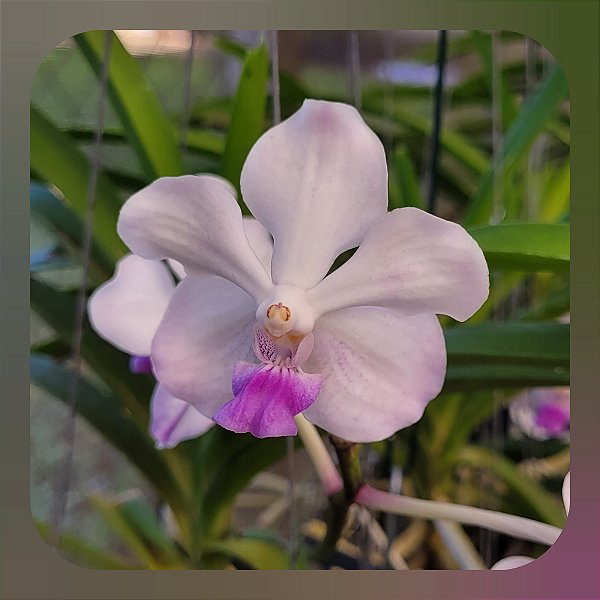 Pda Lanlalyn Fragrance