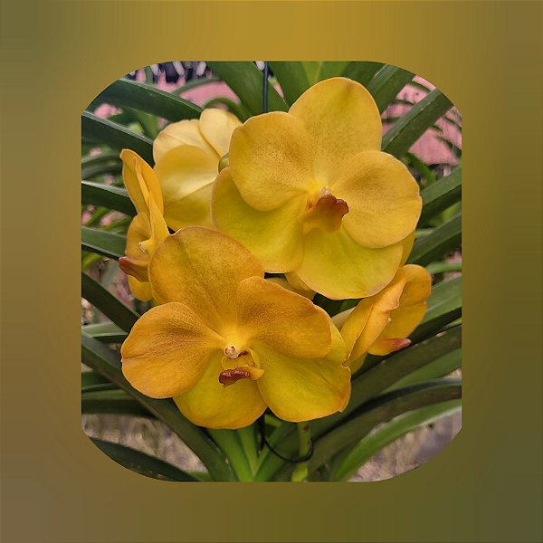 Vanda Nopporn Golden Hill x Butterfly Nr. 699