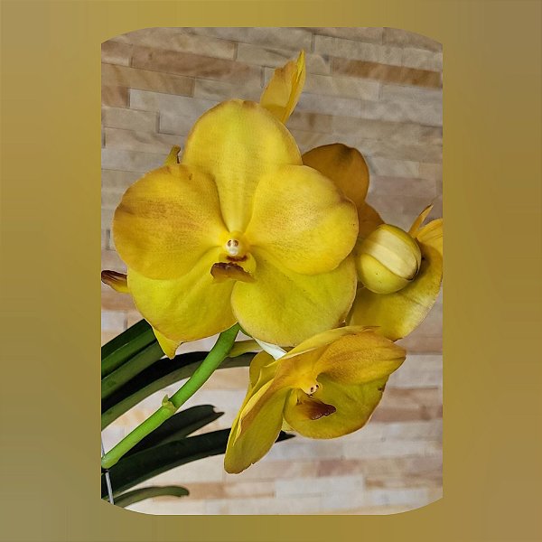 Vanda Nopporn Golden Hill x Butterfly Nr. 699