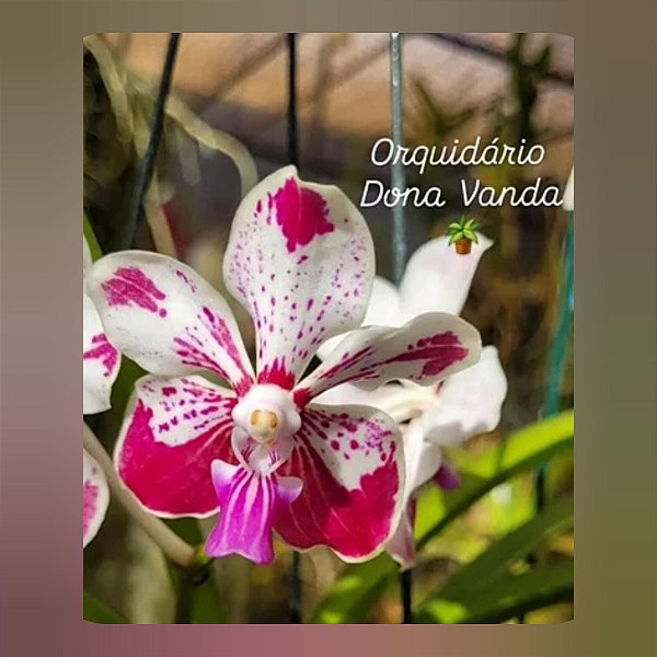 Vanda Kultana Fragrance x Vanda Luzonica