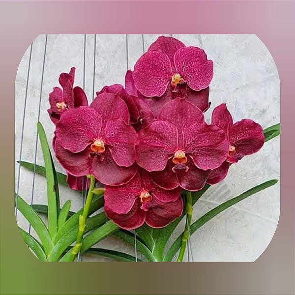 Vanda Mem Ted Carter Burgandy (Nr 2)