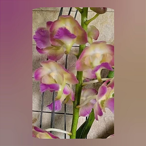 Perr. Bangkok Star x Lawrenceae (Nr. 2)