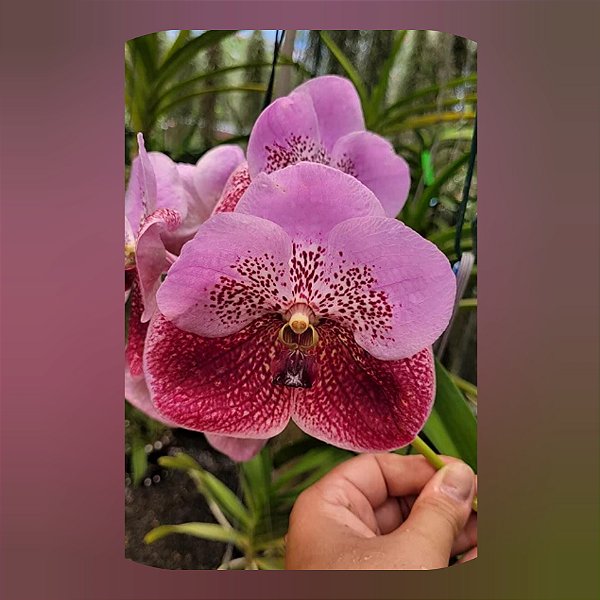 Vanda Thonglor x Sanderiana (Nr. 1)