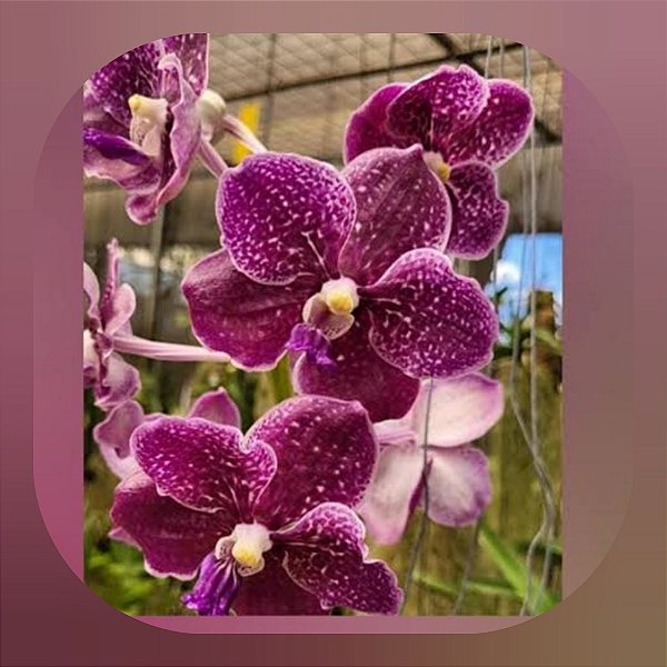 Vanda Tessellata x Krailerk (Nr. 2)