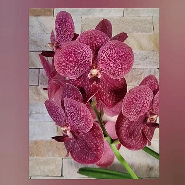 Vanda Faye Bennette x Charles Goodfellow (Nr. 1)