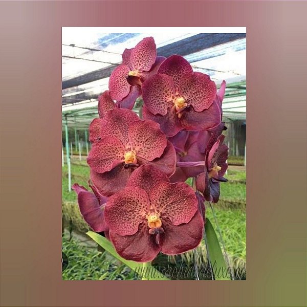 Vanda Chantra