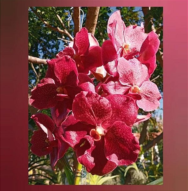 Vanda Chantra (Nr. 2)