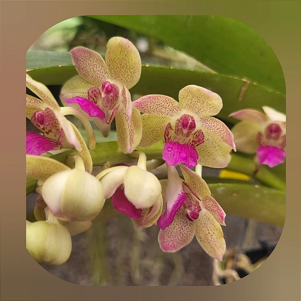 Wuttiphanara Manoonya Soft ´Orange Pink Lips`(Nr. 1)