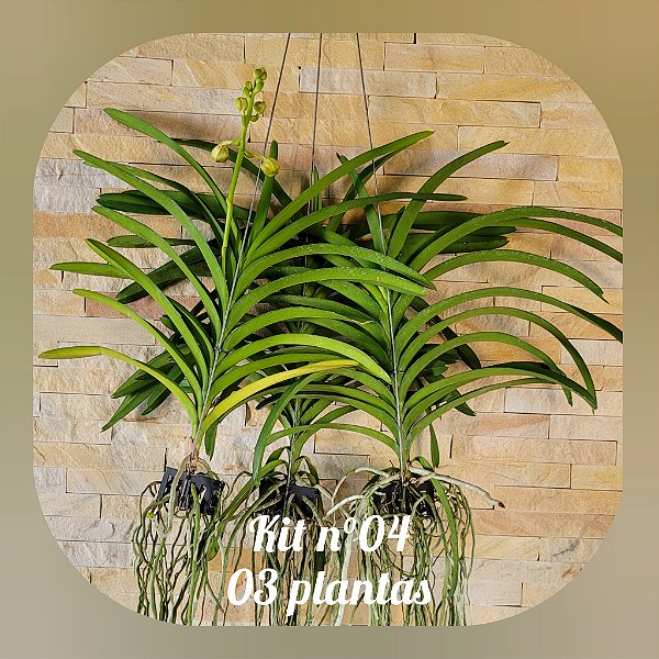 KIT VANDAS / PROMO / BLACK (Nr. 4)