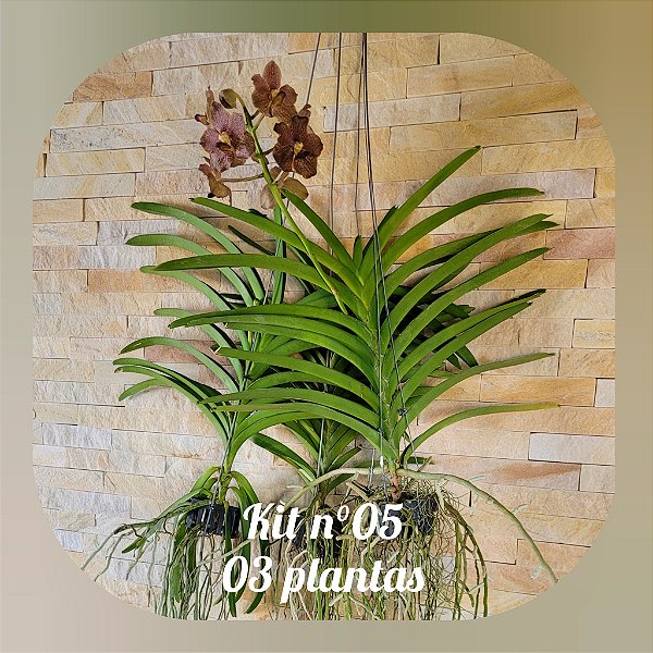 KIT VANDAS / PROMOÇÃO