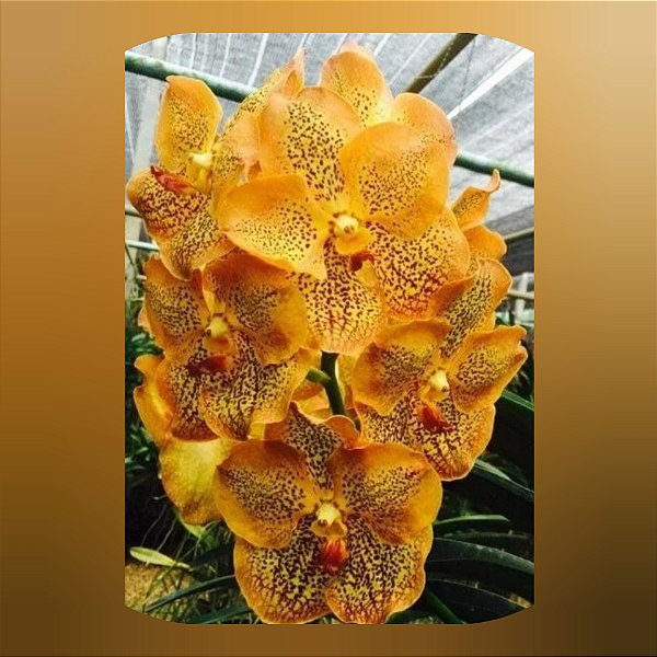 Vanda Sanchai Gold Spot