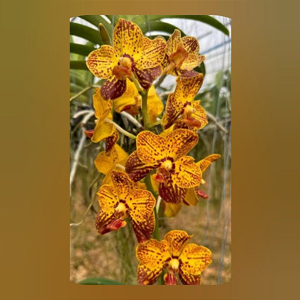 Vanda Thai Leopard