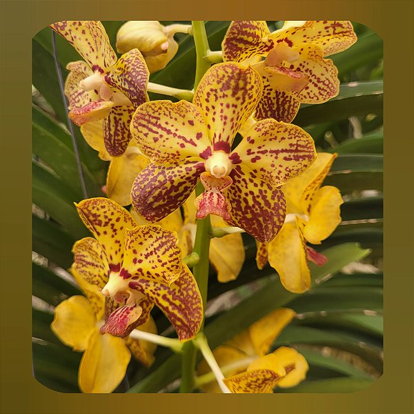 Vanda Thai Leopard
